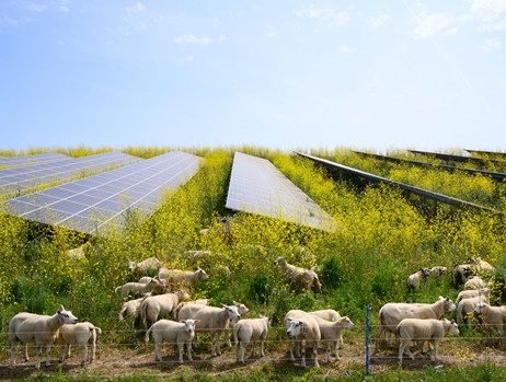 Как земеделските стопанства се възползват от слънчевата енергия?